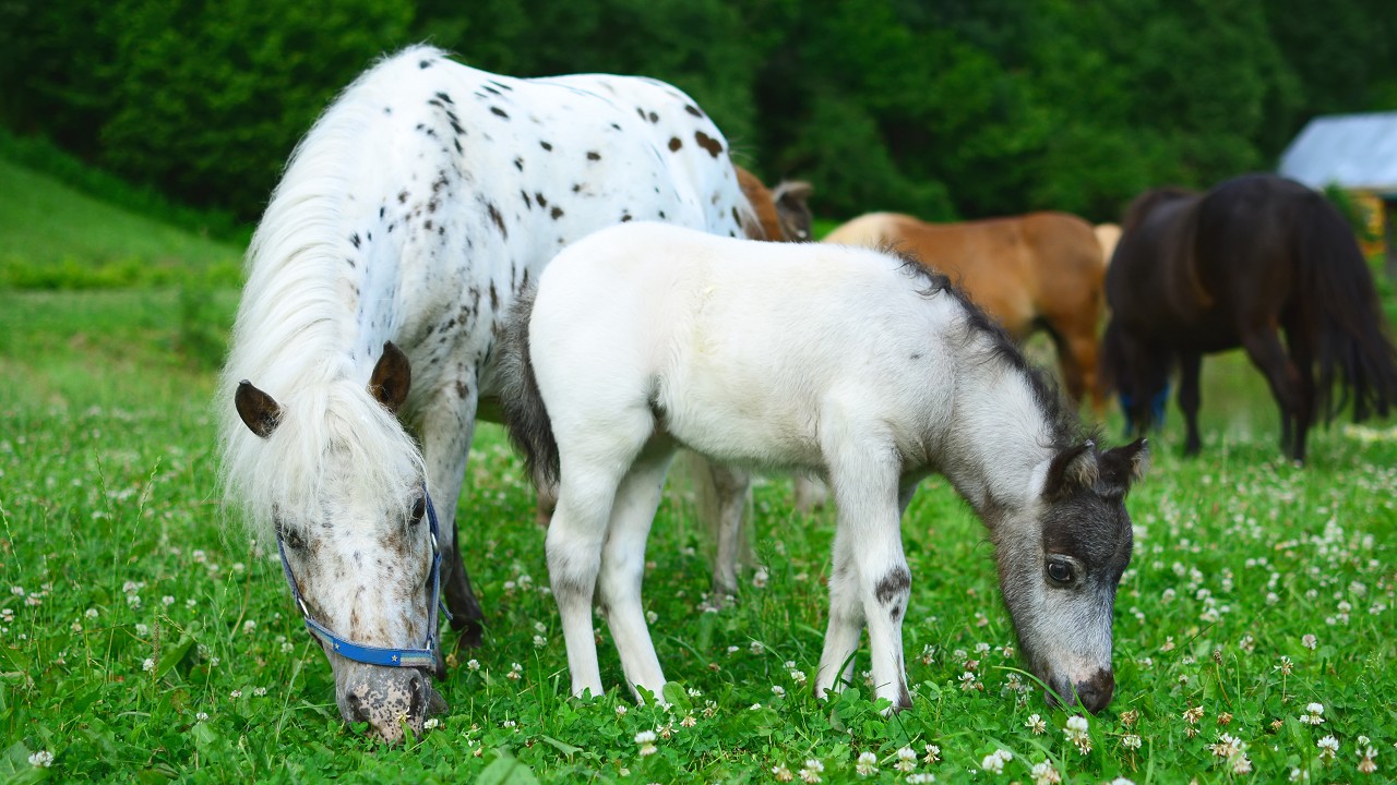 Fairy Tale Miniature Horse: The Adorable Falabella Breed