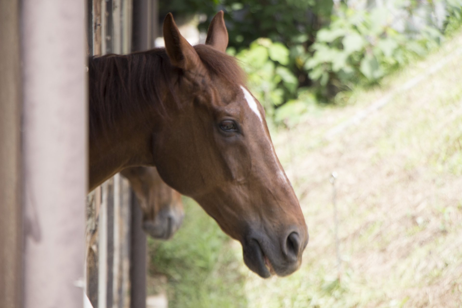 Surprising Signs of Relaxation in Horses