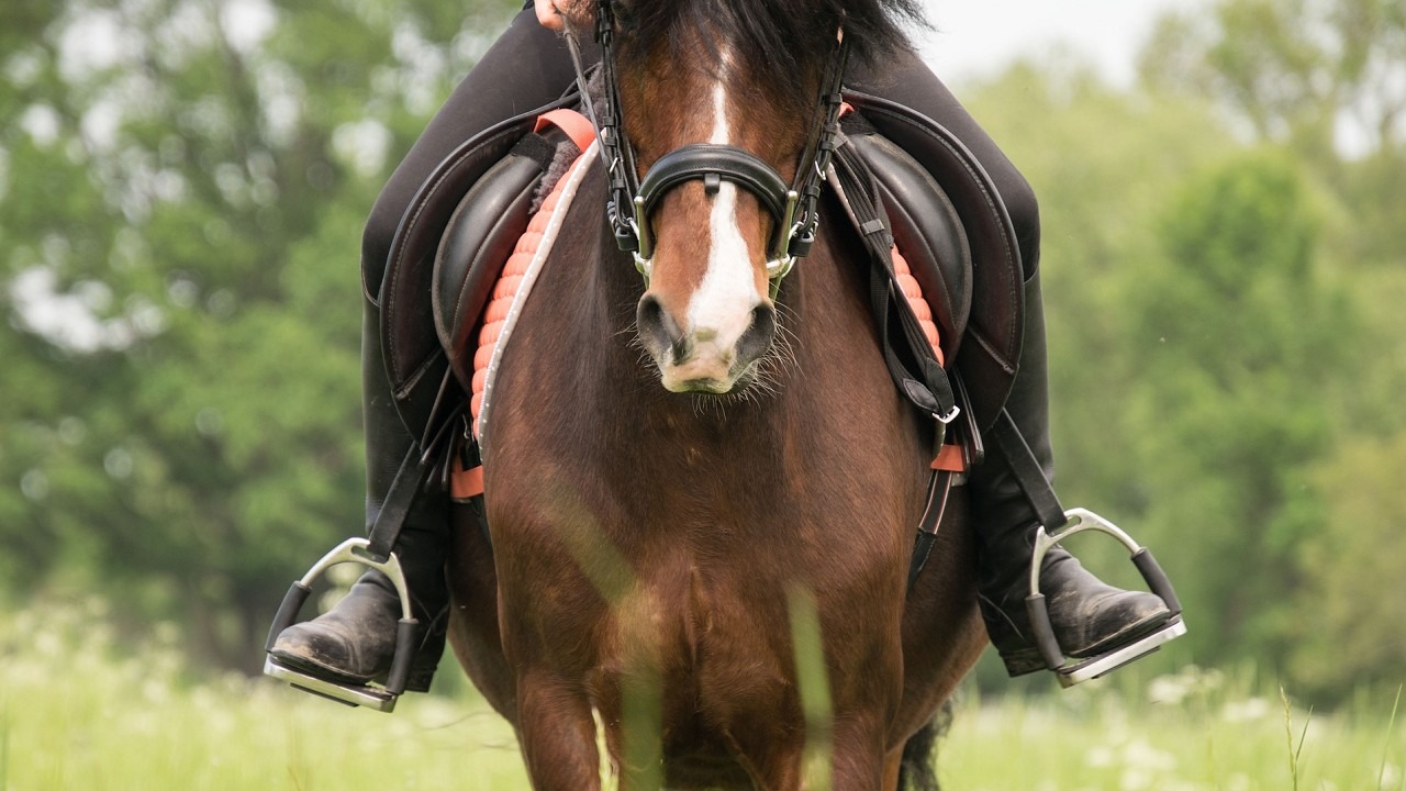 Saddle