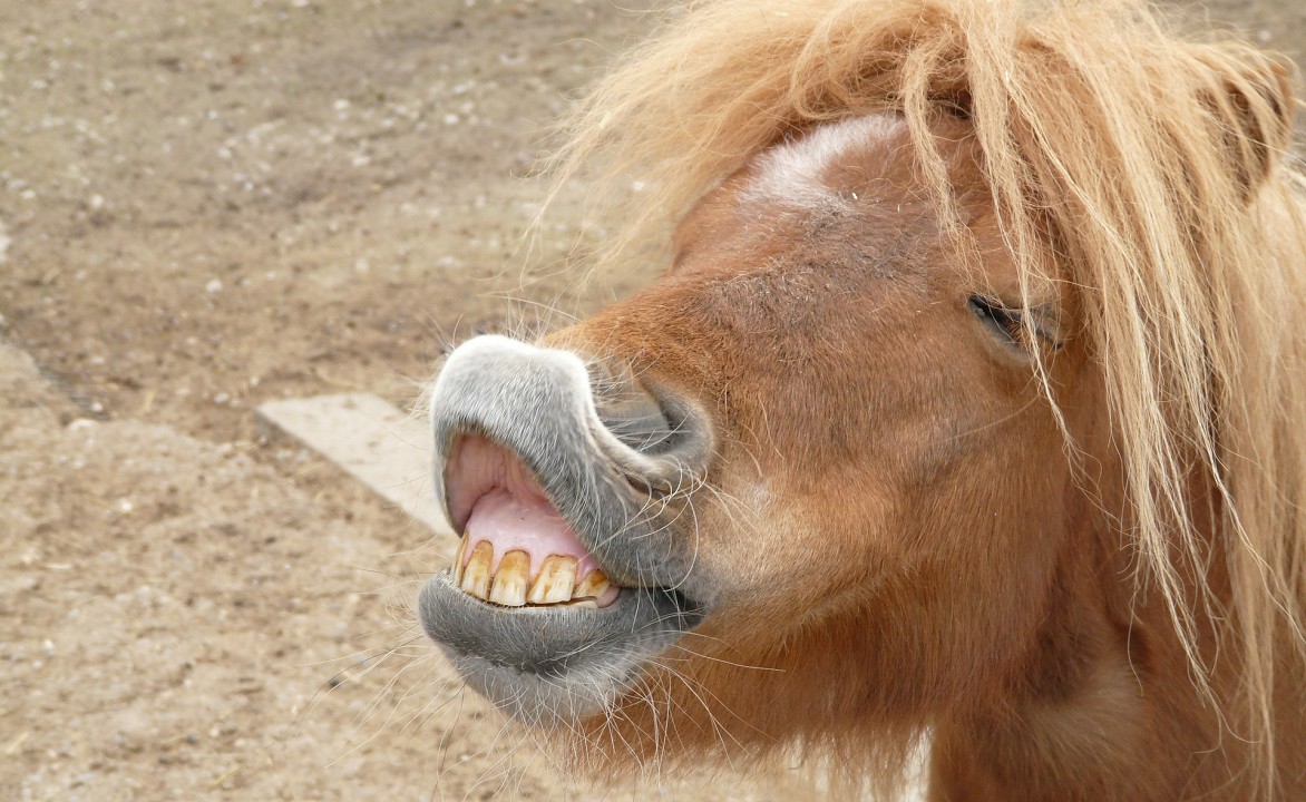 【馬は噛みますか？】噛む馬はしまいまで噛む