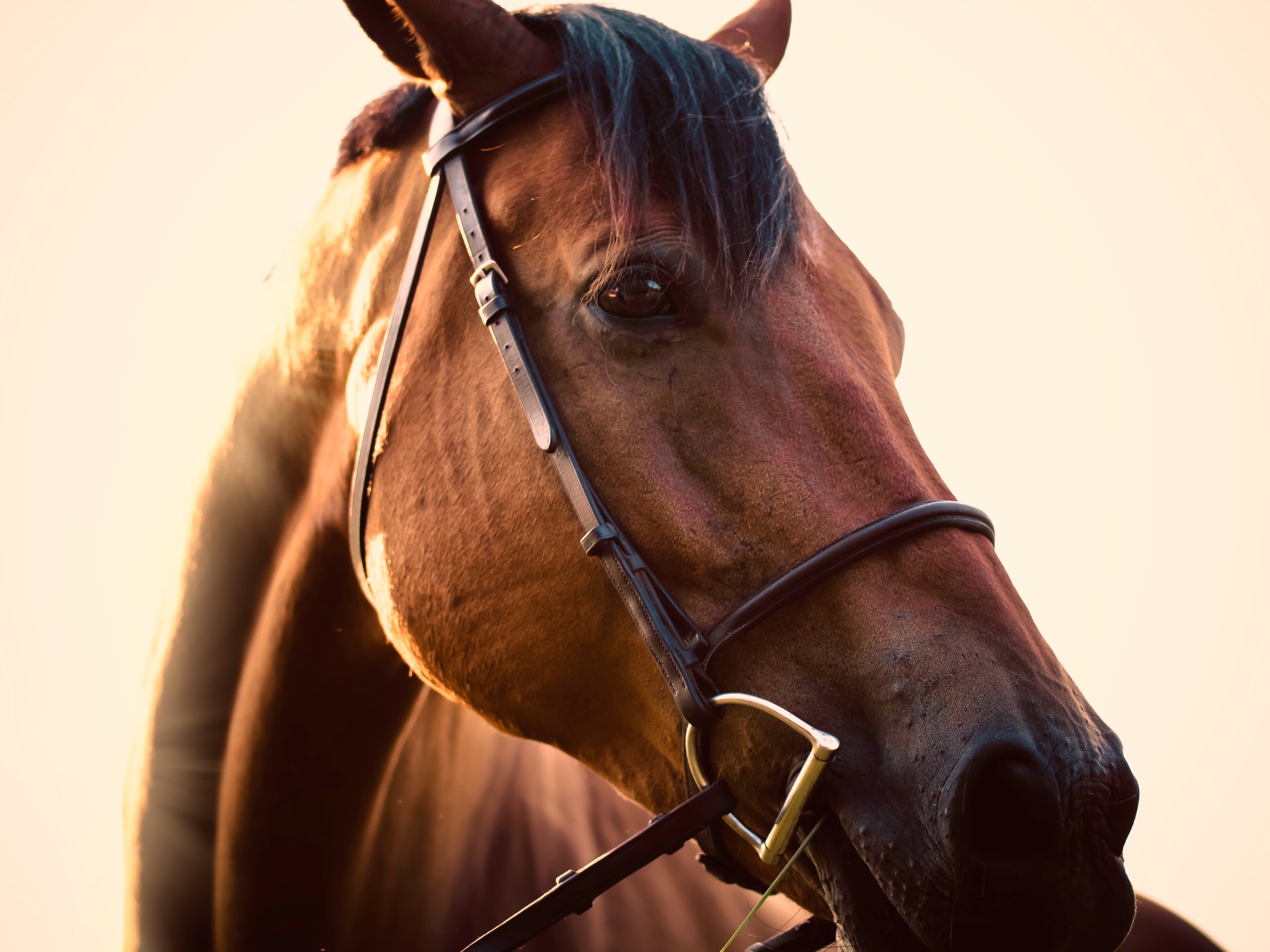 The Secrets of the Bit: Essential Horsegear for Better Communication