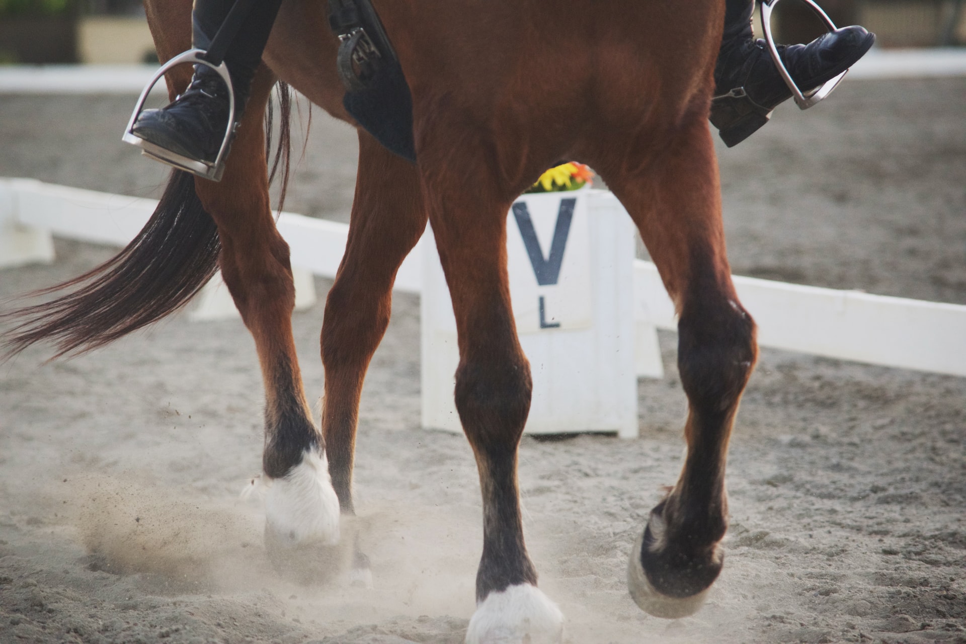 [Horse Skin Disease] Not Just Winter! Watch Out During Rainy and Hot Days! About Keikun