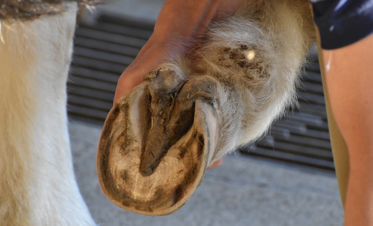 Mastering Horse Hoof Cleaning: Essential Techniques and Tips