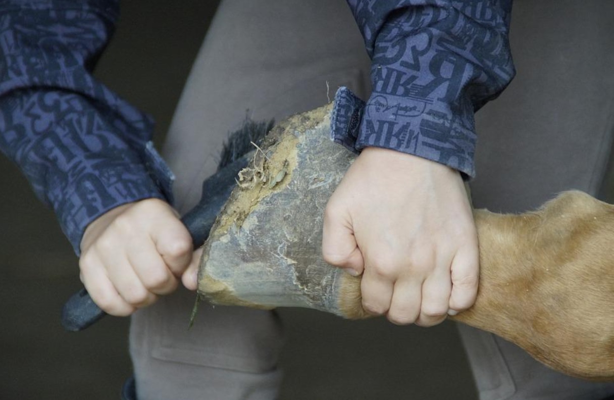 Mastering Horse Hoof Cleaning: Essential Techniques and Tips
