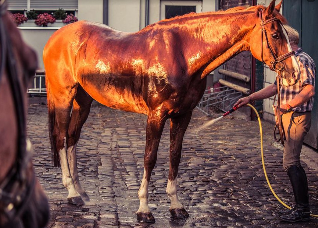 【Horse Body Temperature and Daily Check】 Methods for Health Monitoring Without a Thermometer!