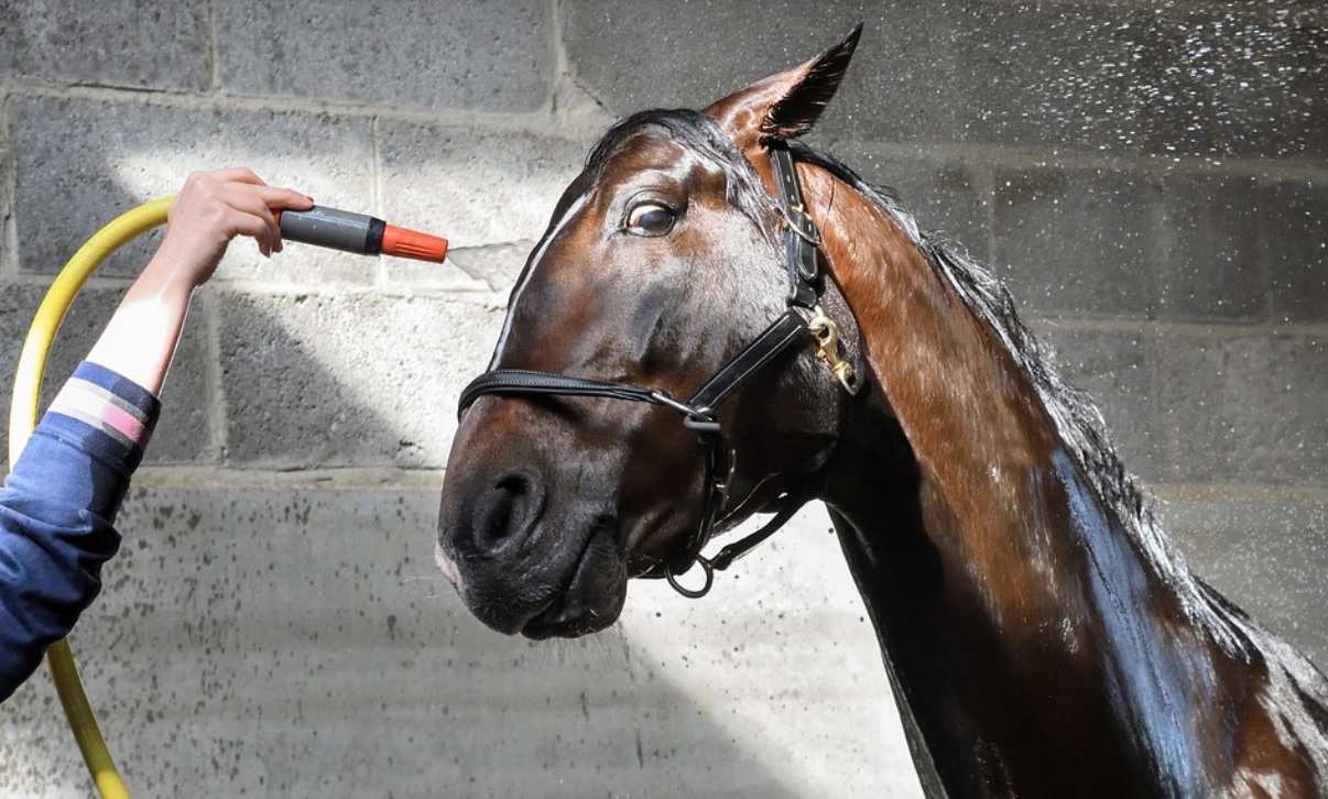Understanding horse behaviors - sensitivity to heat