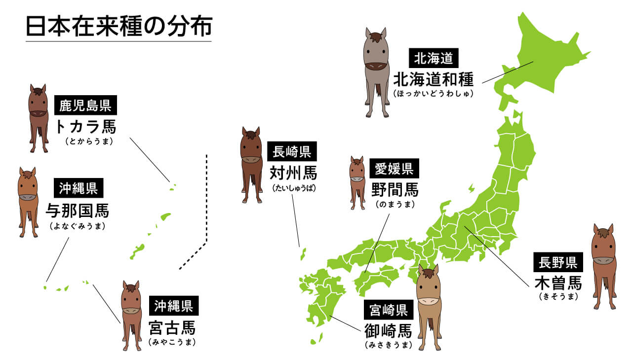 Rare Japanese native horse breeds you should ride at least once. Distribution map and size comparison with thoroughbreds!