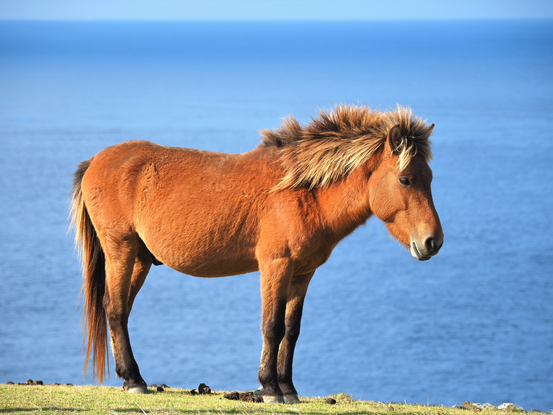 Rare Japanese native horse breeds you should ride at least once. Distribution map and size comparison with thoroughbreds!