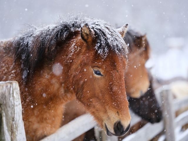 Rare Japanese native horse breeds you should ride at least once. Distribution map and size comparison with thoroughbreds!