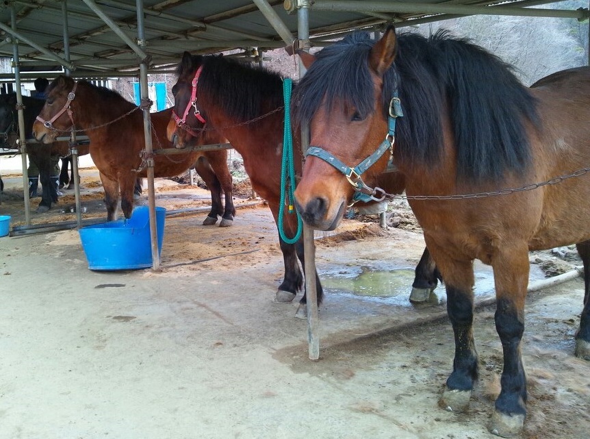 Rare Japanese native horse breeds you should ride at least once. Distribution map and size comparison with thoroughbreds!