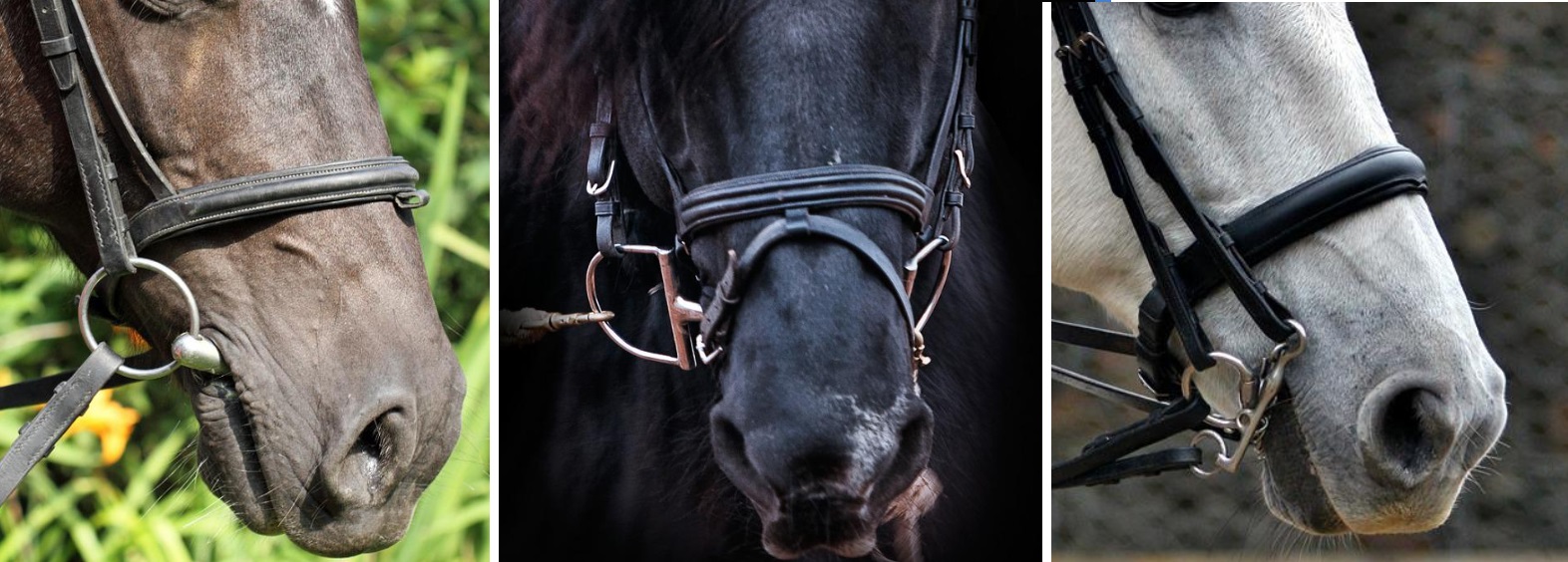 The Secrets of the Bit: Essential Horsegear for Better Communication