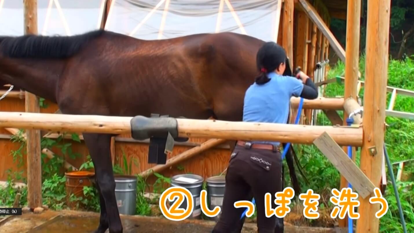 Horse Shampoo Tutorial Video