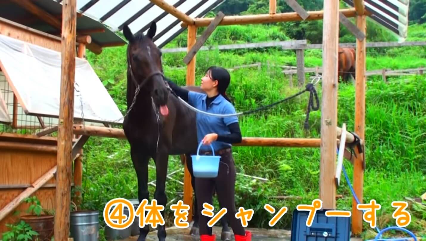 Horse Shampoo Tutorial Video