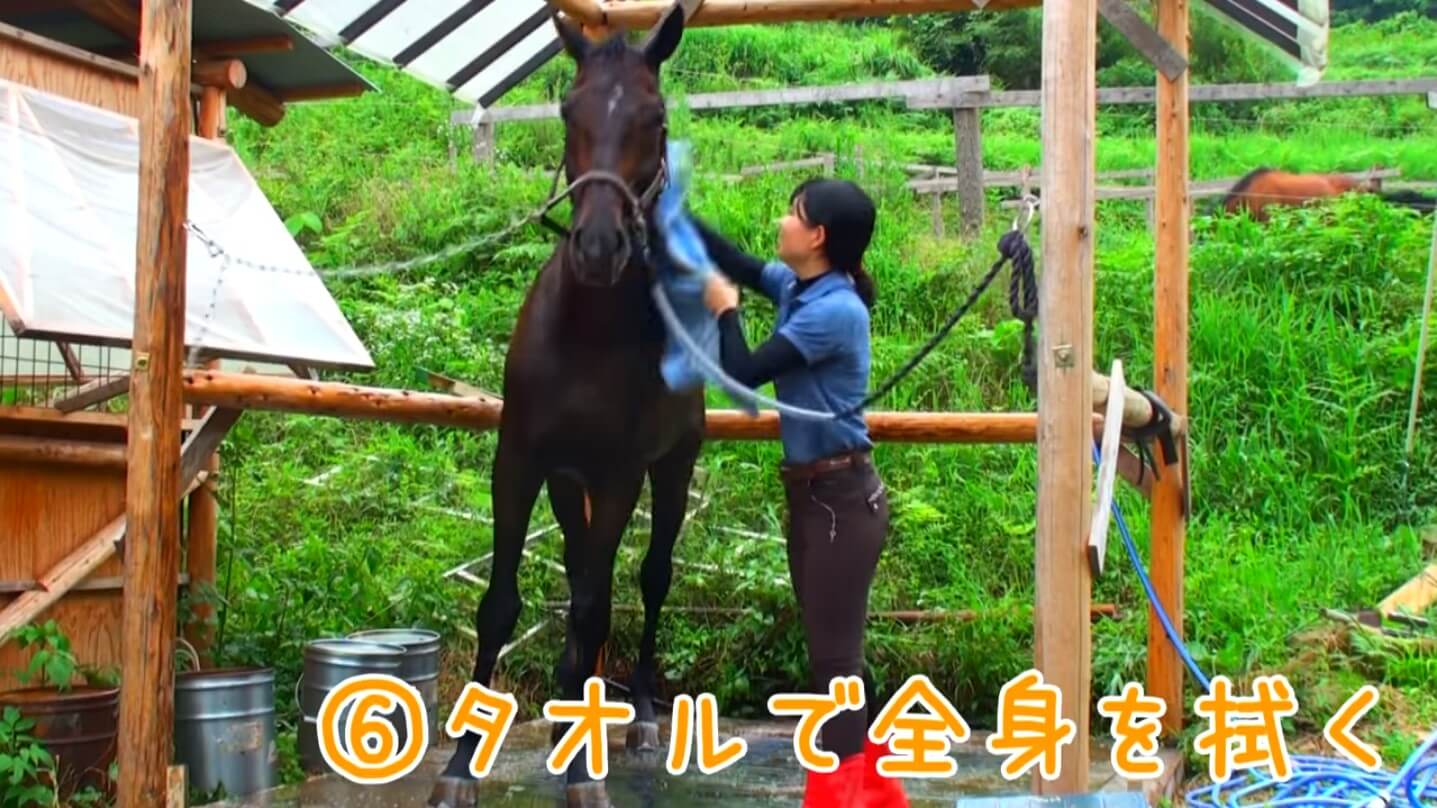 Horse Shampoo Tutorial Video