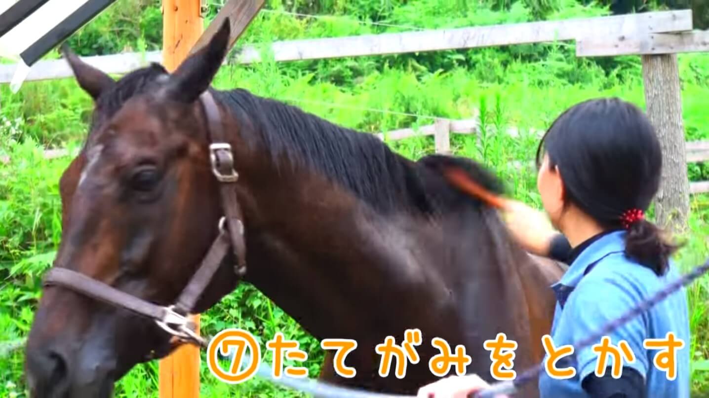 Horse Shampoo Tutorial Video