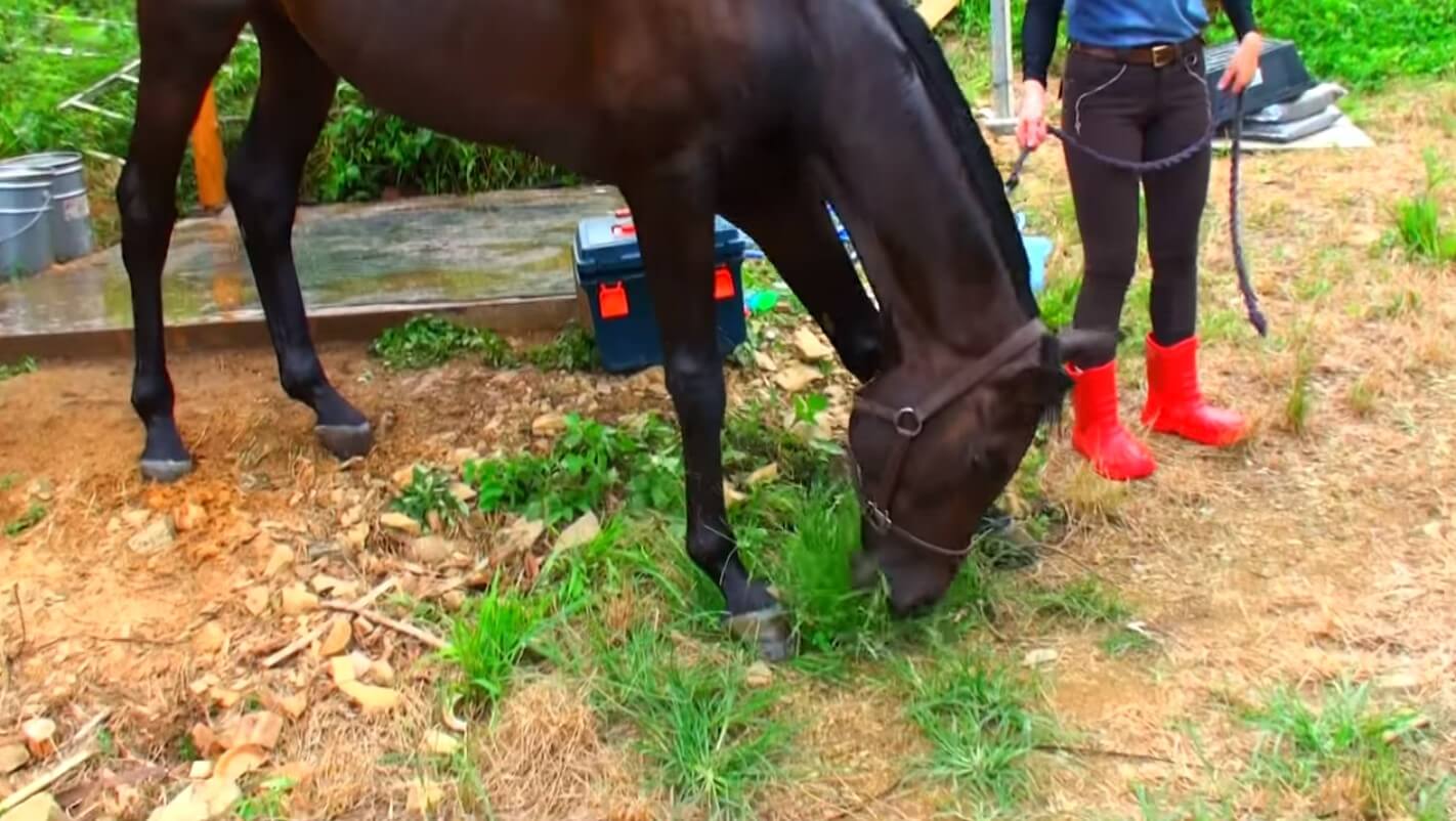 Horse Shampoo Tutorial Video