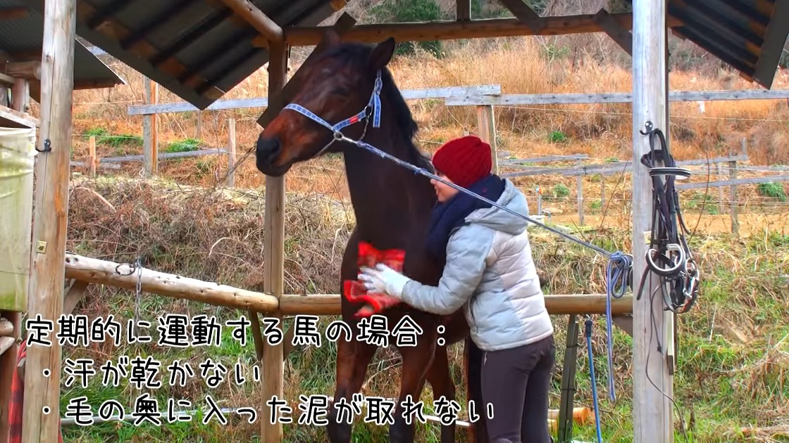 Can a human hair clipper be used? Horse shearing video introduced!