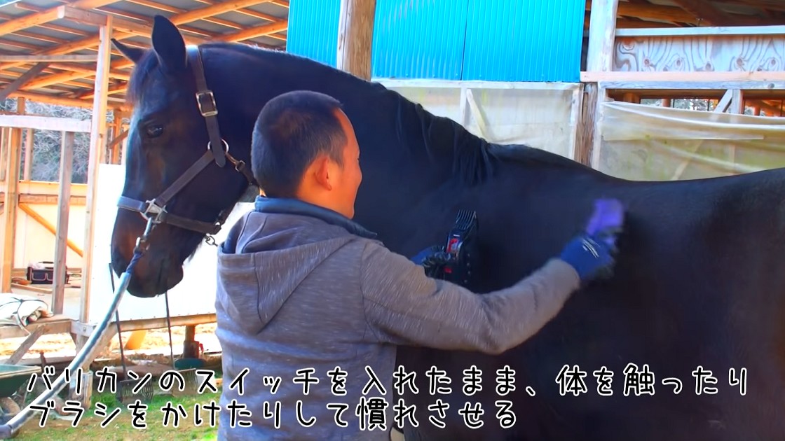 Can a human hair clipper be used? Horse shearing video introduced!
