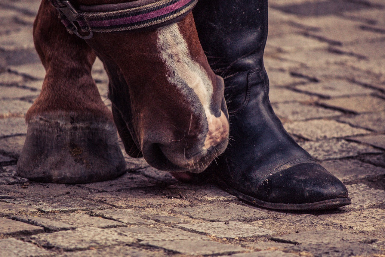 Seasonal Horse Hoof Care: How to Maintain Healthy Hooves in Winter