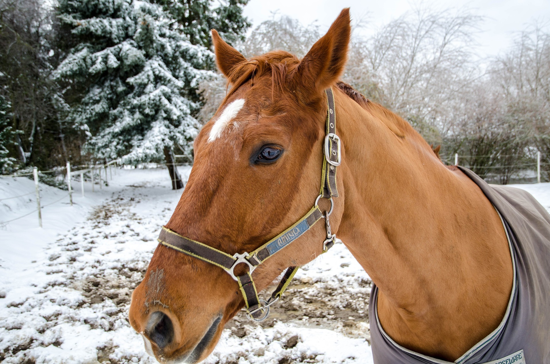 Seasonal Horse Hoof Care: How to Maintain Healthy Hooves in Winter