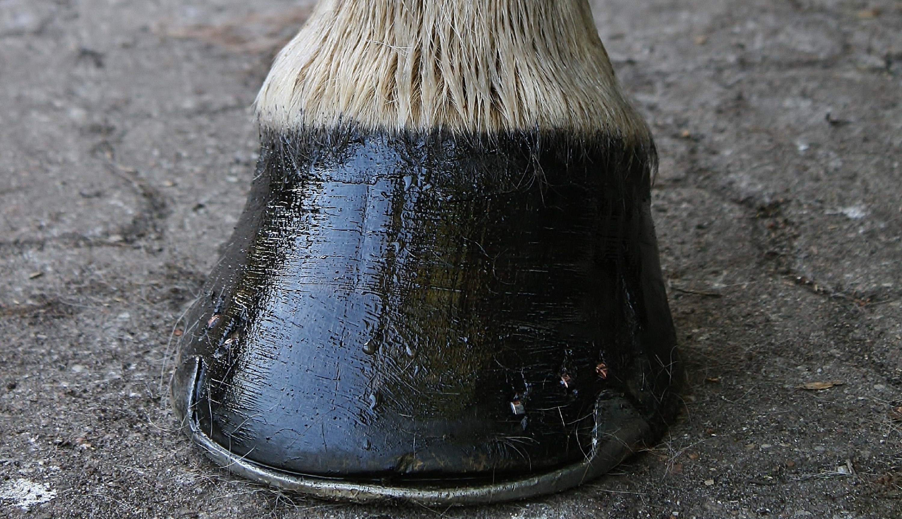 Seasonal Horse Hoof Care: How to Maintain Healthy Hooves in Winter