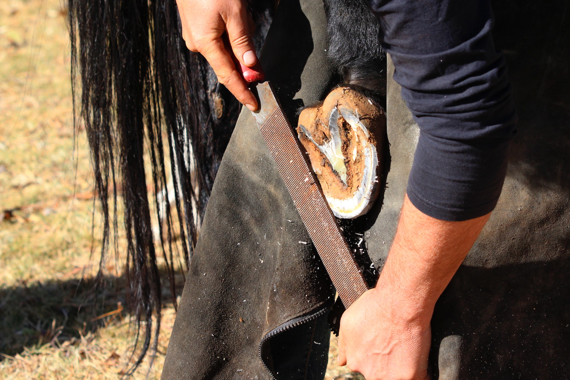 Seasonal Horse Hoof Care: How to Maintain Healthy Hooves in Winter