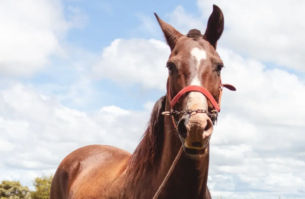 EQUIA Riding Club